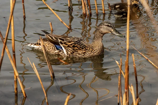 Weibchen der Stockente mit zwei Küken — Stockfoto