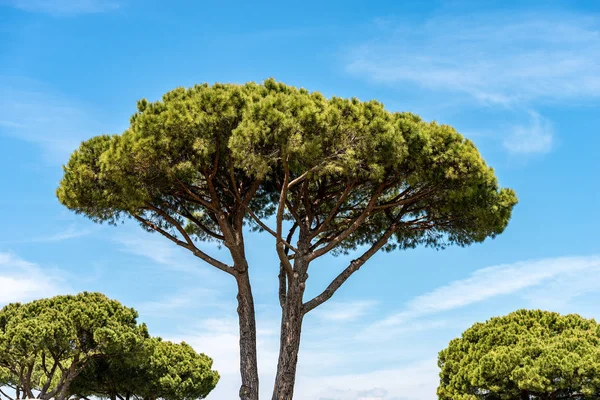 Maritime pine trees in Mediterranean region — Stock Photo, Image