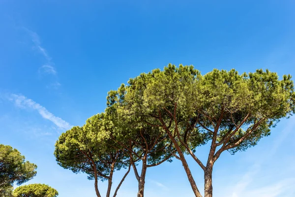 Соснові дерева сосни в середземноморському регіоні — стокове фото