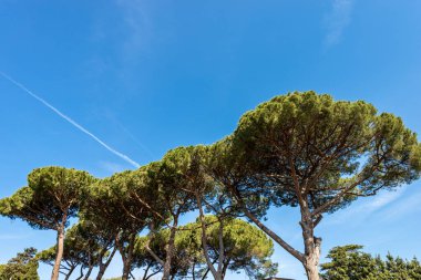 Akdeniz bölgesinde deniz çam ağaçları - Roma