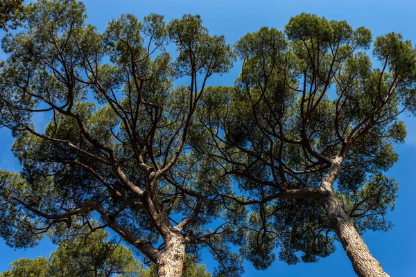 Maritime pine trees in Mediterranean region - From below — Stock Photo, Image