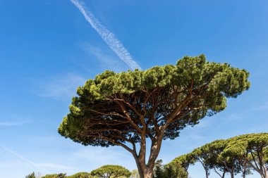 Akdeniz bölgesinde deniz çam ağaçları - Roma