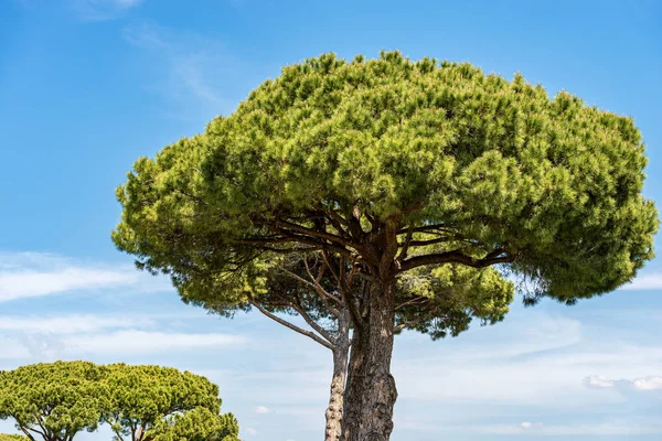 Maritime pine trees in Mediterranean region - Rome Italy — Stock Photo, Image