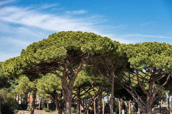 Ліс з морською сосни-Остія Антика Римі Італія — стокове фото