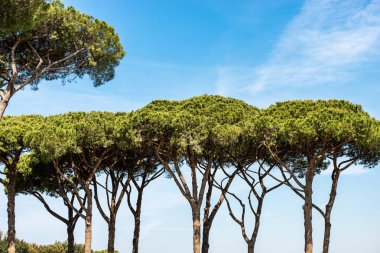 Deniz çam ları ile Orman - Ostia Antica Roma İtalya
