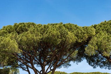 Deniz çam ları ile Orman - Ostia Antica Roma İtalya