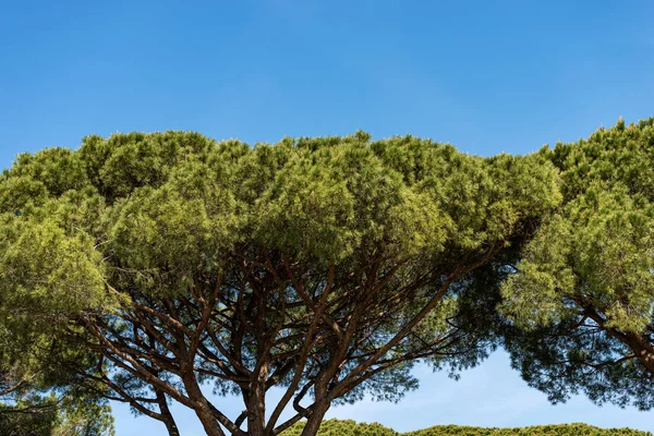 Les s mořskými borovicemi-Ostia Antica Řím Itálie — Stock fotografie