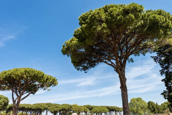 Лес с морскими соснами - Ostia Antica Рим Италия — стоковое фото