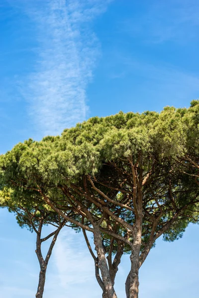 Pinos marítimos en el cielo azul con nubes - Roma Italia — Foto de Stock