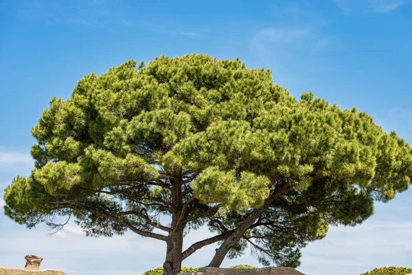 Pins maritimes sur ciel bleu avec nuages - Rome Italie — Photo