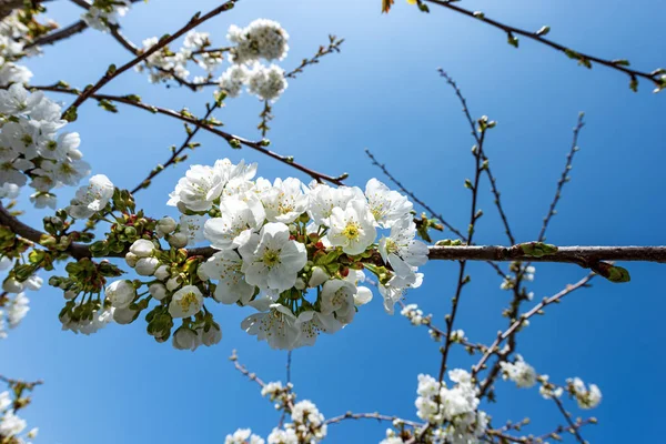 Wiśniowe kwiaty na jasnym błękitnym niebie — Zdjęcie stockowe