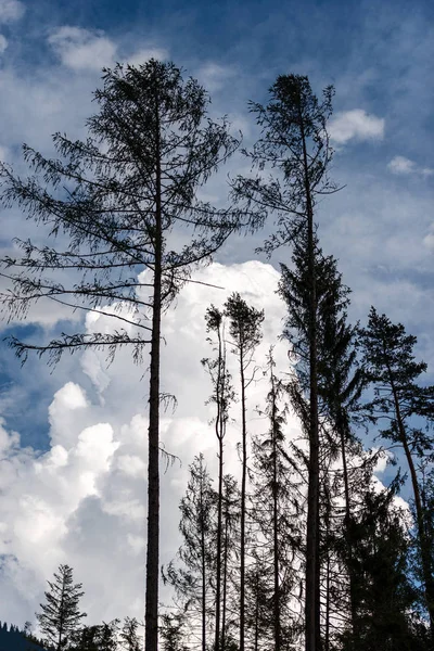 Силуэт старых сосен против голубого неба и облаков — стоковое фото