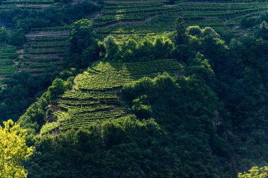 Üzüm bağları ile Teraslı alanlar - Trentino Alto Adige İtalya 