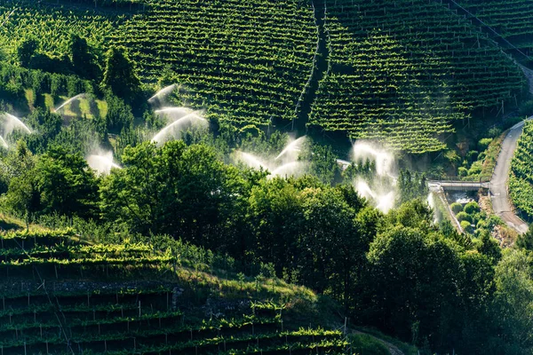 Sprinkler irrigation in an orchard - Trentino Alto Adige Italy