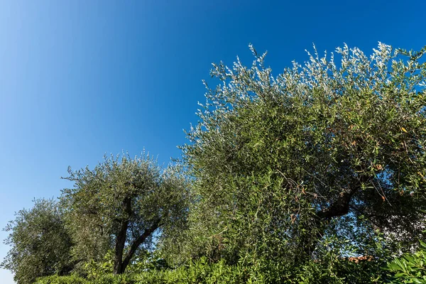 Azeitonas num céu azul claro - Ligúria Itália — Fotografia de Stock