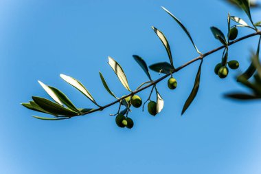 Mavi gökyüzünde meyve ve yaprakları ile zeytin dalı