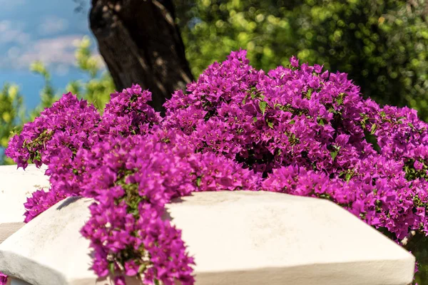 Bougainvillea roślina z fioletowymi kwiatami — Zdjęcie stockowe