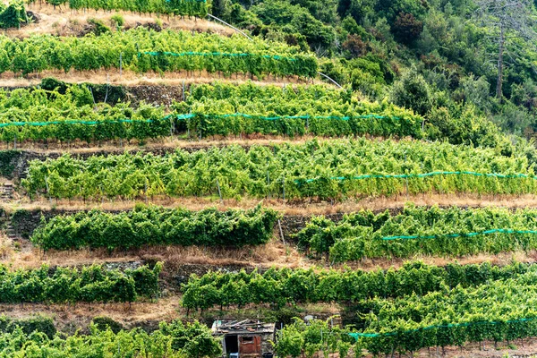 Terraced fields with vineyards - Vernazza Liguria Italy — Stock Photo, Image