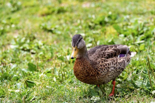 Nő a Tőkés kacsa nézi kamera — Stock Fotó