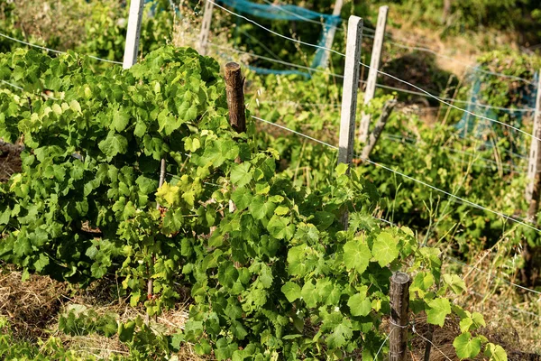 Primer plano de un viñedo verde - Cinque Terre Liguria italia — Foto de Stock