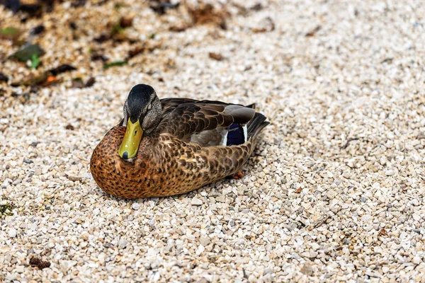 Mallard se opírá o břeh — Stock fotografie