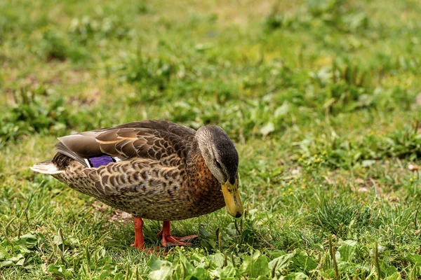 Fêmea de pato-reais em um prado verde — Fotografia de Stock