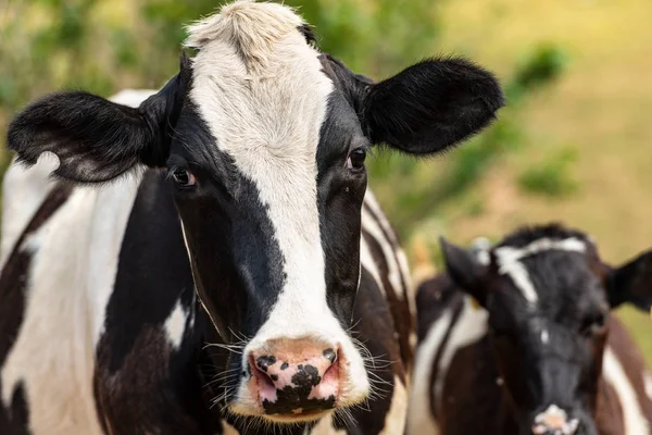 Curieux noir et blanc vache regardant caméra — Photo