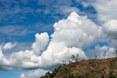 Düşmüş ağaçlar - rüzgar gücü - Trentino İtalya