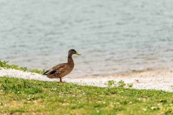 Samice z mallardu na břehu jezera — Stock fotografie