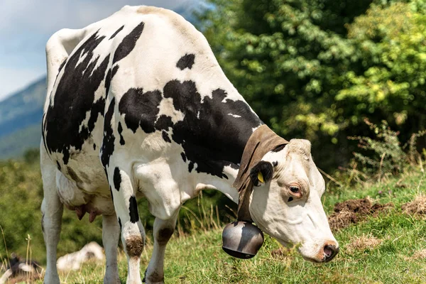 Mléčná kráva s kravským zvonkem na horské pastvině-Italské Alpy — Stock fotografie