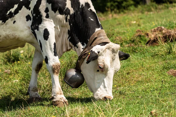 Vache laitière au pâturage à cloche de vache dans les Alpes italiennes — Photo