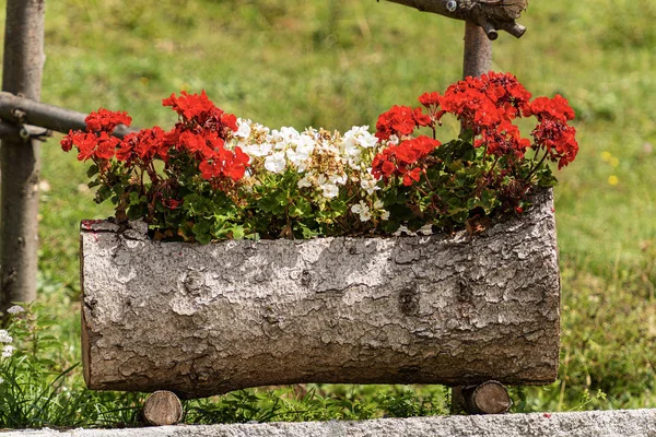 Rote und weiße Geranienblüten in einem Baumstamm — Stockfoto