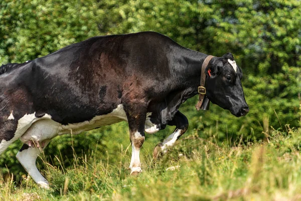 Mléčná kráva s kravským zvonkem na horské pastvině-Italské Alpy — Stock fotografie