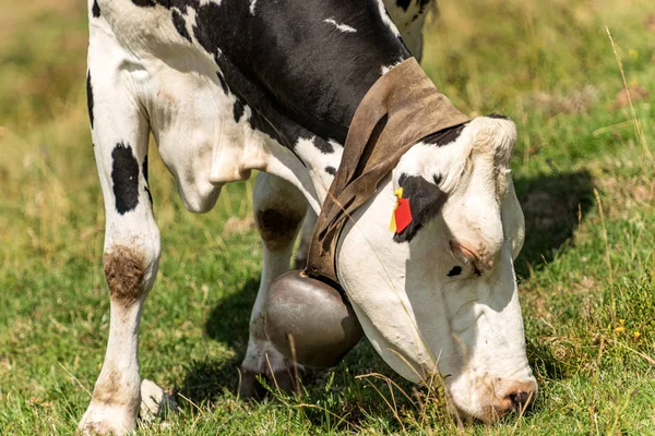 Vacca da latte con campanaccio al pascolo nelle Alpi italiane — Foto Stock