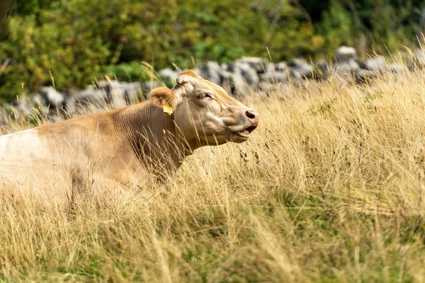 Brun mjölkko vilar i gräset-italienska Alperna — Stockfoto