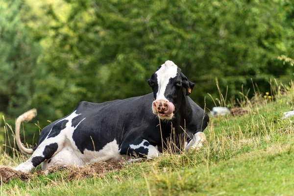 Vacca da latte rilassante sull'erba - Alpi italiane — Foto Stock