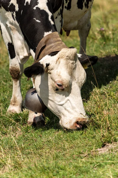 Mléčná kráva s pastmi v italských Alpách — Stock fotografie