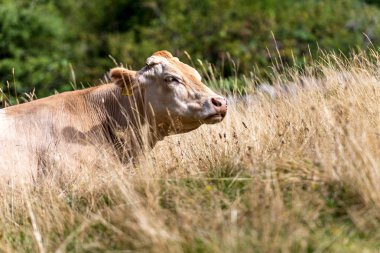 Kahverengi süt çimdin de dinleniyor - İtalyan Alpleri