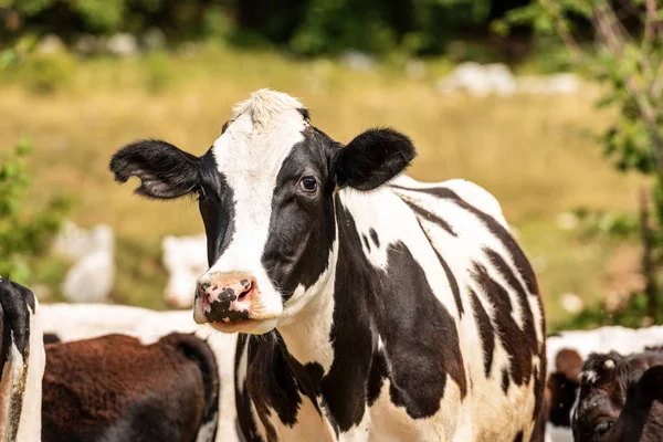 Curieuse vache laitière blanche et noire regardant la caméra — Photo