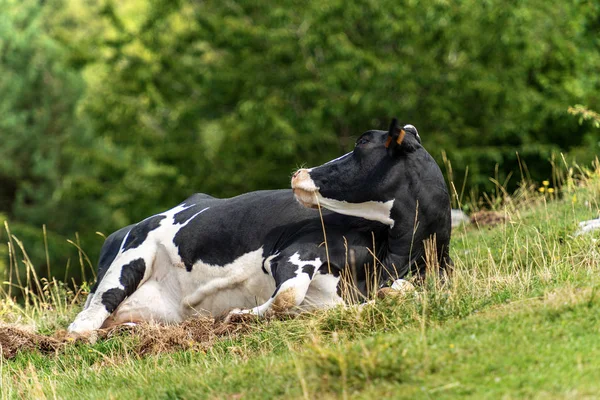 Vacca da latte rilassante sull'erba - Alpi italiane — Foto Stock