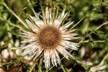 Stemless carline devedikeni veya Carlina Acaulis - İtalyan Alpleri
