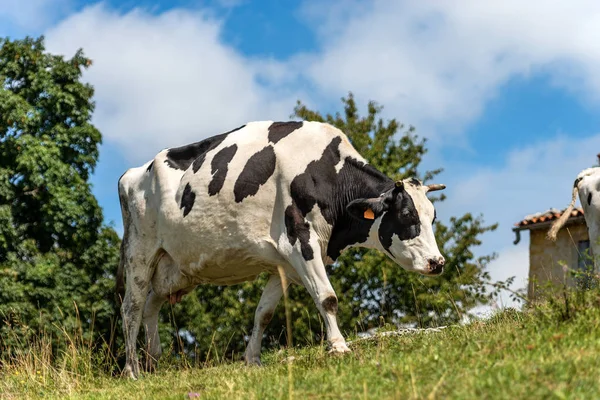 Pâturage de vaches laitières en montagne - Alpes italiennes — Photo