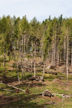 Ormancılık ve çam ormanında ağaç kesimi - İtalyan Alpleri