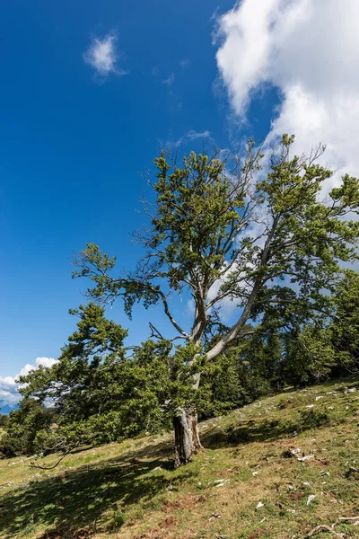 Grande e velha faia na montanha - Alpes italianos — Fotografia de Stock