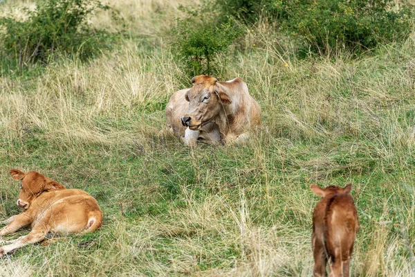 Vaca leiteira com dois bezerros na grama - Alpes italianos — Fotografia de Stock