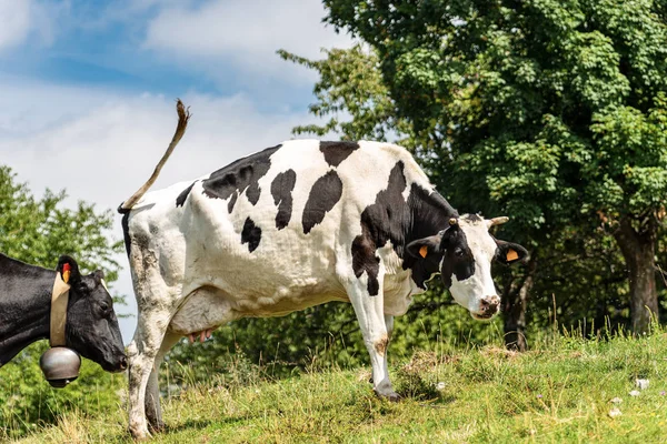 Pâturage des vaches laitières en montagne - Alpes italiennes — Photo
