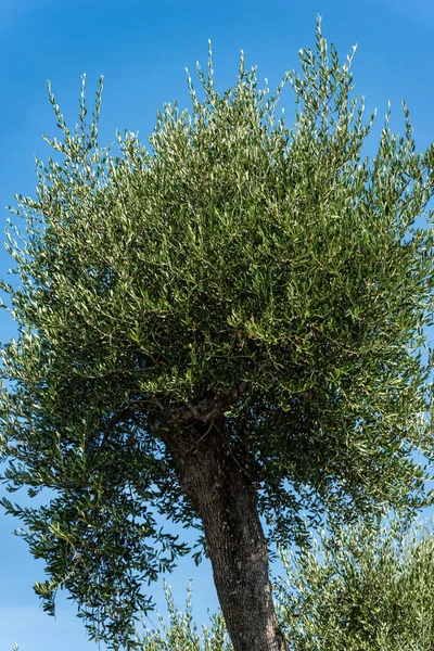 Оливкове дерево на Ясне синє небо-Лігурія Італія — стокове фото