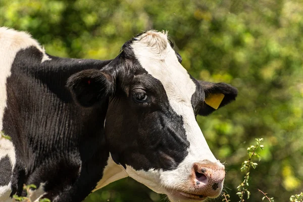 Head of a white and black dairy cow - Friesian cattle — Stock Photo, Image
