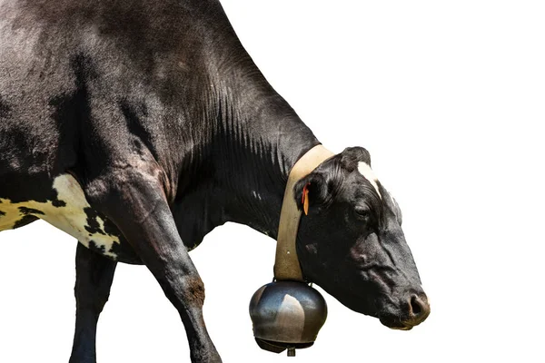 Černá kráva s kravskou izolovanou na bílém pozadí — Stock fotografie