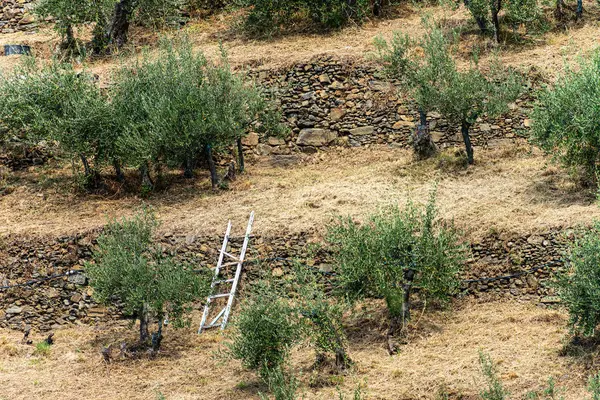 Terraços com oliveiras - Vernazza Liguria Itália — Fotografia de Stock